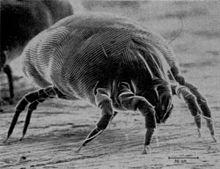 dust mite close up photo