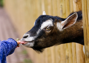 child feeding a goat at a petting zoo
